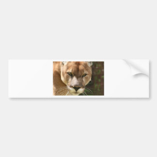 cougar bumpersticker