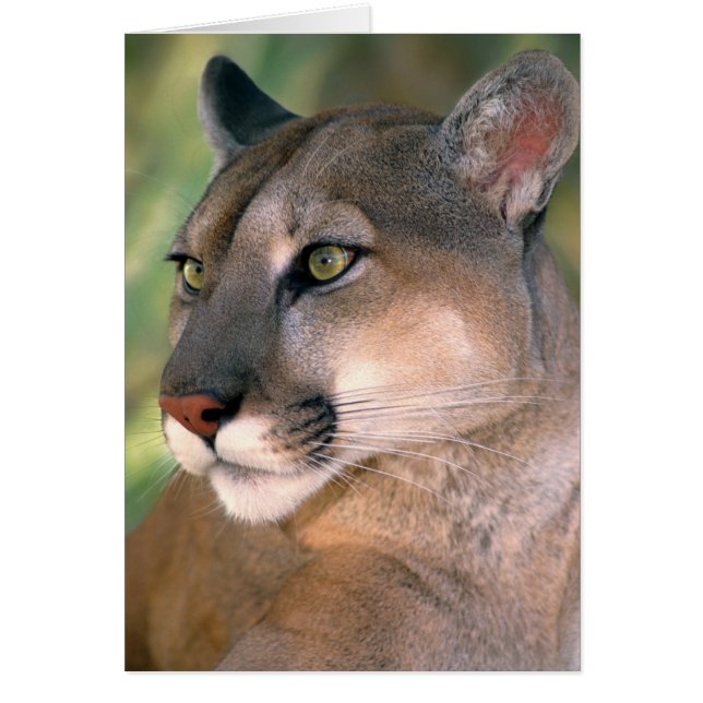 Cougar, Californië (Voorkant)