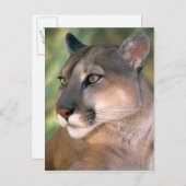 Cougar, Californië Briefkaart (Voorkant / Achterkant)