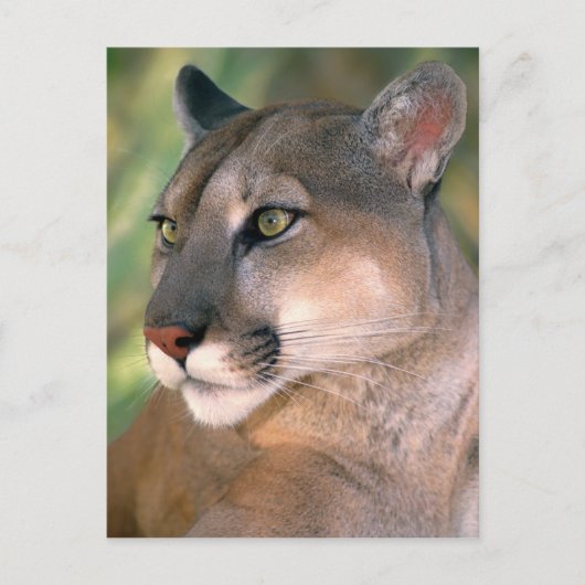 Cougar, Californië Briefkaart (Voorkant)