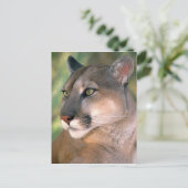 Cougar, Californië Briefkaart (Staand voorkant)