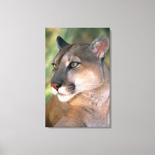 Cougar, Californië Canvas Afdruk (Voorkant)