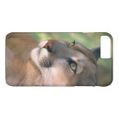 Cougar, Californië Case-Mate iPhone Case (Achterkant (Horizontaal))