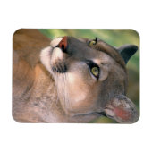 Cougar, Californië Magneet (Horizontaal)