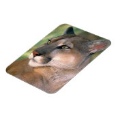 Cougar, Californië Magneet (Linkerzijde)