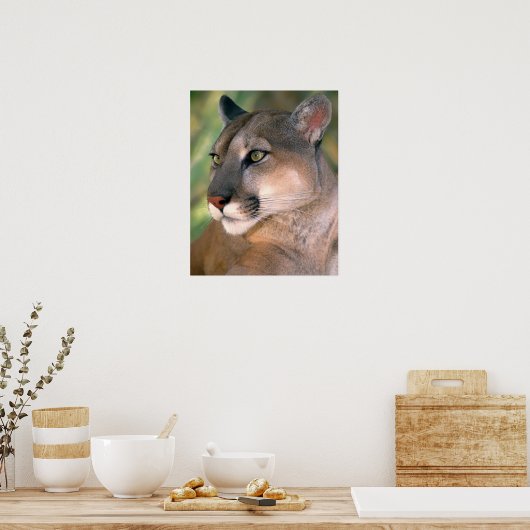 Cougar, Californië Poster (Keuken)