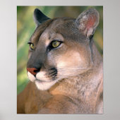 Cougar, Californië Poster (Voorkant)