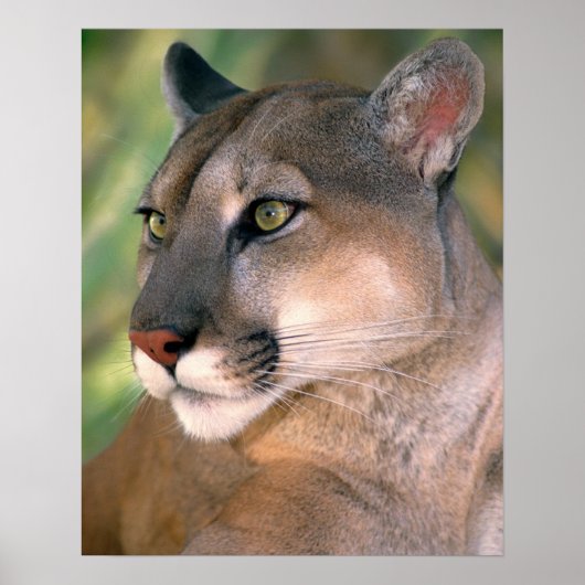 Cougar, Californië Poster (Voorkant)