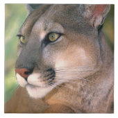 Cougar, Californië Tegeltje (Voorkant)