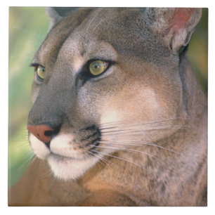 Cougar, Californië Tegeltje