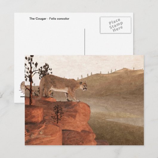 Cougar - Concentratie Briefkaart (Voorkant / Achterkant)