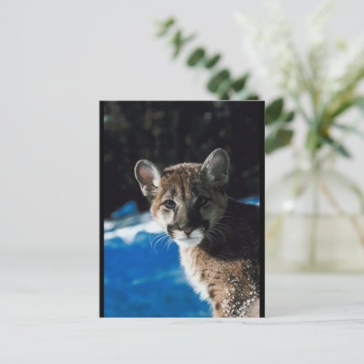 Cougar Cub Briefkaart (Staand voorkant)