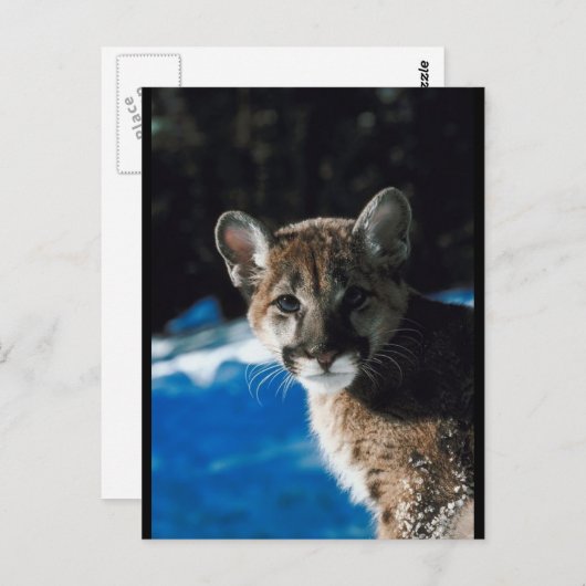Cougar Cub Briefkaart (Voorkant / Achterkant)