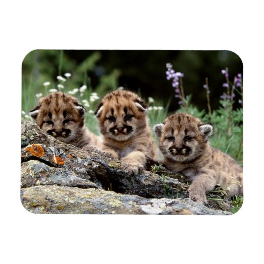 Cougar Cubs Magnet Magneet (Horizontaal)