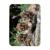 Cougar Cubs Magnet Magneet (Verticaal)