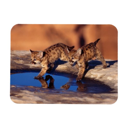 Cougar Cubs Magnet Magneet (Horizontaal)
