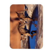 Cougar Cubs Magnet Magneet (Verticaal)