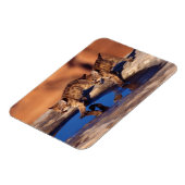 Cougar Cubs Magnet Magneet (Linkerzijde)