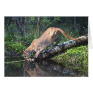 Cougar-Drink kaart