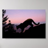 Cougar en Grand Canyon Poster (Voorkant)