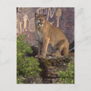 Cougar en Pictografen Briefkaart