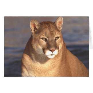 Cougar Face