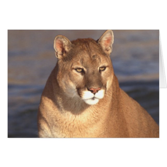 Cougar Face (Voorkant Horizontaal)