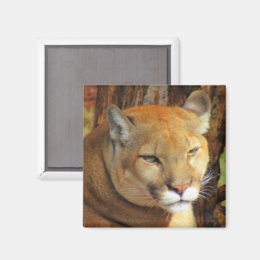 Cougar/Florida Panther Magnet (Voorkant / Achterkant)