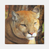 Cougar/Florida Panther Magnet (Voorkant)