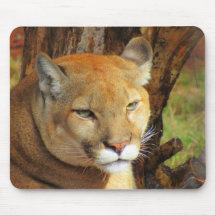 Cougar / Florida Panther - Muismat