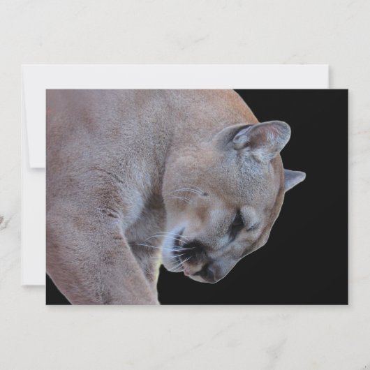 Cougar / Florida Panther / Puma Flat Kaart (Voorkant)