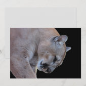 Cougar / Florida Panther / Puma Flat Kaart (Voorkant / Achterkant)