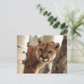 Cougar-foto Briefkaart (Staand voorkant)