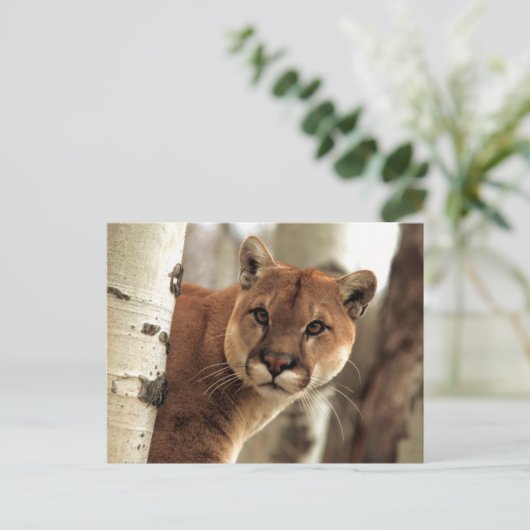 Cougar-foto Briefkaart (Staand voorkant)