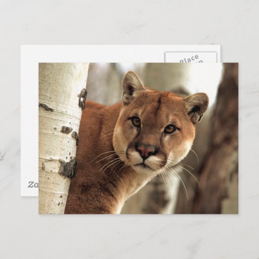 Cougar-foto Briefkaart (Voorkant / Achterkant)