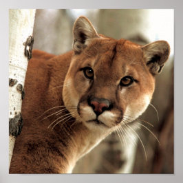 Cougar-foto Poster