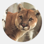 Cougar-foto Ronde Sticker (Voorkant)
