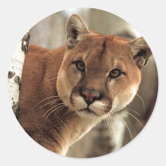 Cougar-foto Ronde Sticker (Voorkant)