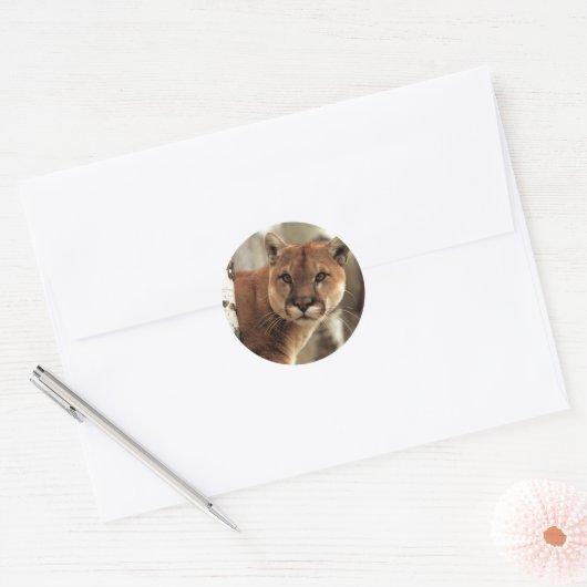 Cougar-foto Ronde Sticker (Envelop)