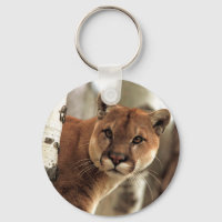 Cougar-foto