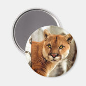 Cougar fotoschilderen magneet (Voorkant / Achterkant)