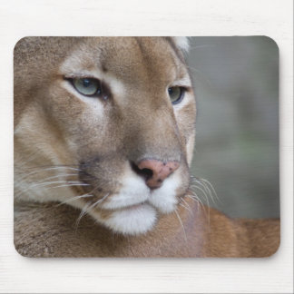 COUGAR gezichtsogen macrokatten wild Muismat