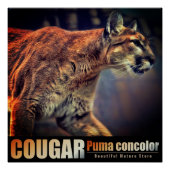 COUGAR：Glossy Poster (Voorkant)