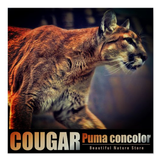 COUGAR：Glossy Poster (Voorkant)