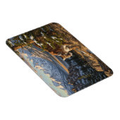 Cougar in Rocky Mountain National Park Travel Magneet (Rechterzijde)