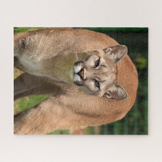 Cougar Lion Jigsaw Puzzle Legpuzzel (Horizontaal)
