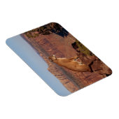 Cougar Magnet Magneet (Rechterzijde)