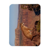 Cougar Magnet Magneet (Verticaal)