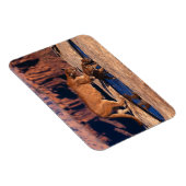 Cougar Magnet Magneet (Rechterzijde)