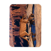 Cougar Magnet Magneet (Verticaal)